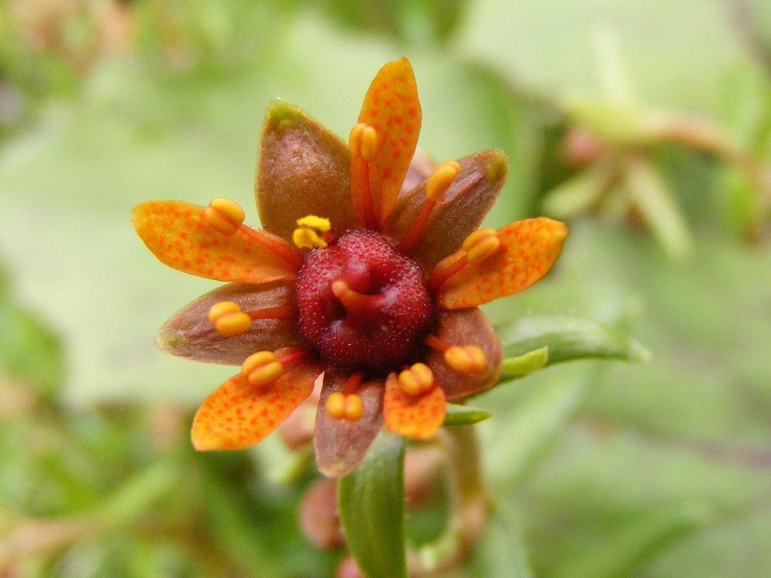 Saxifraga aizoides / Sassifraga autunnale